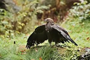 Lesser spotted eagle or Pomeranian eagle (Clanga pomarina)