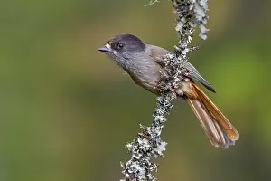 Lesser spotted jay (Perisoreus infaustus) in Sweden