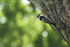 Lesser spotted woodpecker (Dendrocopos minor)