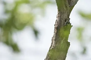 Lesser spotted woodpecker (Dendrocopos minor)