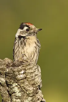 Lesser Spotted Woodpecker (Dryobates minor) male