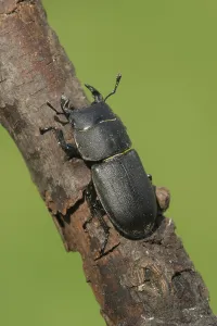 Lesser Stag Beetle (Dorcus parallelipipedus)
