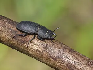 Lesser Stag Beetle (Dorcus parallelipipedus) adult