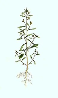 Lesser toadflax, Chaenorhinum minus