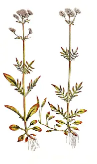 Lesser Valerian, also Swamp Valerian or marsh valerian (Valeriana dioica)