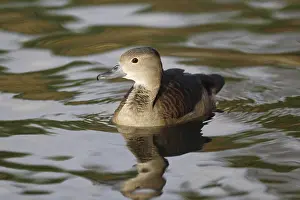 Lesser Whistling-duck (Dendrocygna javanica)
