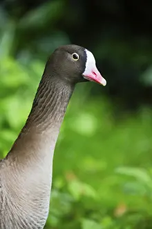 Lesser White-fronted Goose, (Anser erythropus)