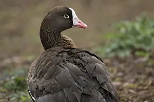 Lesser White-fronted Goose (Anser erythropus)