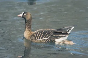 Lesser White-fronted Goose (Anser erythropus)