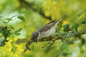 Lesser whitethroat with open beak sitting on branch in front of yellow flowers