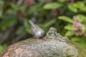 Lesser Whitethroat (Sylvia curruca)