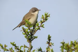 Lesser whitethroat (Sylvia curruca)
