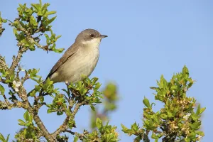 Lesser whitethroat (Sylvia curruca)