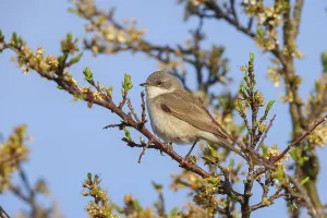 Lesser whitethroat (Sylvia curruca)