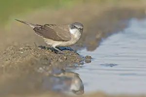 Lesser Whitethroat (Sylvia curruca) at waterhole