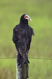 Lesser yellow-headed vulture, Cathartes burrovianus