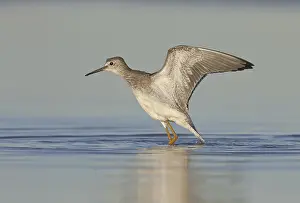 Lesser Yellowlegs (Tringa flavipes)