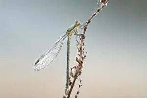 Lestes virens (Lestes virens)