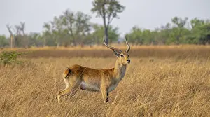 Letschwe or litchi bog antelope (Kobus leche)