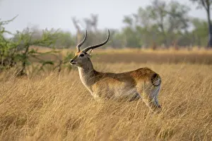 Letschwe or litchi bog antelope (Kobus leche)