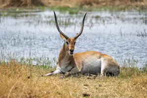 Letschwe or litchi bog antelope (Kobus leche)