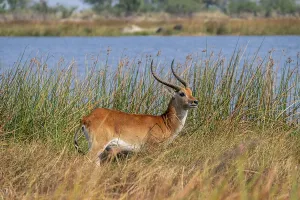 Letschwe or litchi bog antelope (Kobus leche)