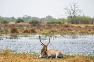 Letschwe or litchi bog antelope (Kobus leche)