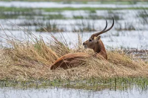 Letschwe or litchi bog antelope (Kobus leche)