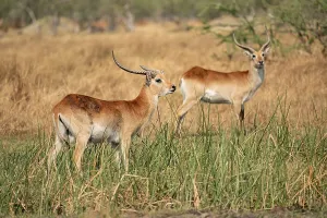 Letschwe or litchi bog antelope (Kobus leche)