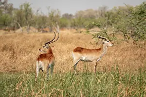 Letschwe or litchi bog antelope (Kobus leche)
