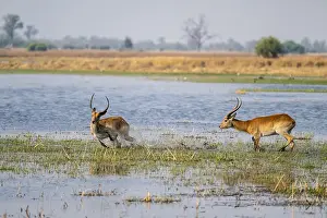 Letschwe or lychee moor antelope (Kobus leche)