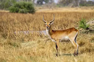 Letschwe or lychee moor antelope (Kobus leche)