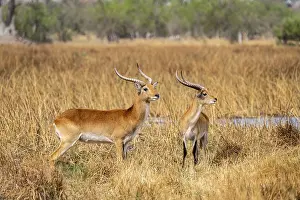 Letschwe or lychee moor antelope (Kobus leche)