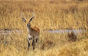 Letschwe or lychee moor antelope (Kobus leche)