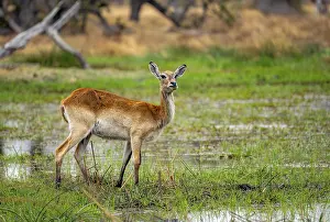 Letschwe or lychee moor antelope (Kobus leche)