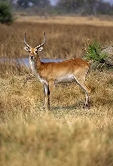 Letschwe or lychee moor antelope (Kobus leche)