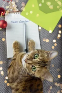 Letter for Santa Claus, pen, envelope and domestic cat