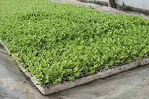 Lettuce plantation seedlings in greenhouse