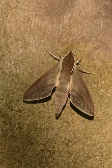 Levant Hawkmoth (Theretra alecto) adult