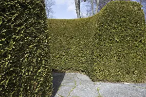 Leyland Cypress (Cupressus x leylandii) clipped hedge in park