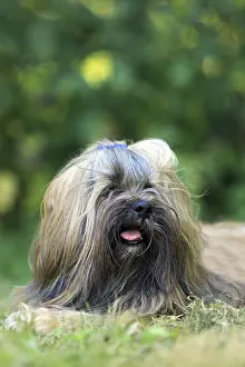 Lhasa Apso
