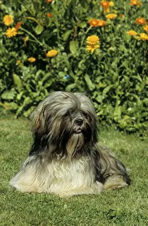 Lhasa Apso, Lhasa-Apso, Lhasa Terrier