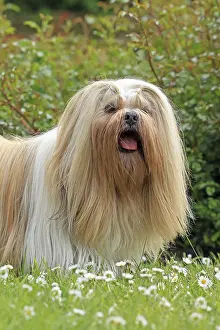 Lhasa Apso, Lowenhunmd, Dortmund