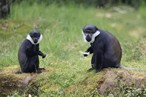 L'Hoest's monkey (Cercopithecus lhoesti)