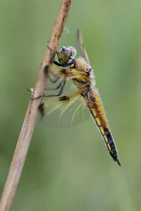 Libellula quadrimaculata