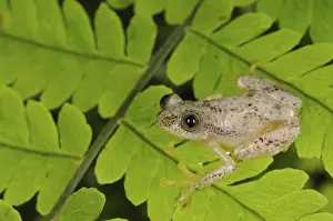 Liberian Banana Frog (Afrixalus laevis)