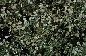 Lichens (Lichenes)