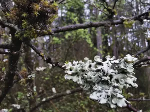 Lichens (plectere) and moss (muscus) adorn the branches of a tree in the forest