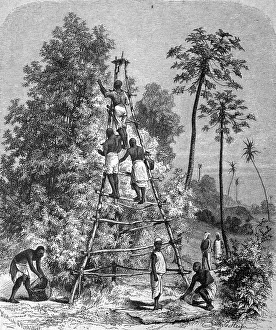 Life in the 1880s, harvesting cloves in Zanzibar