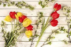 Still life with beautiful spring blooming tulips and cherry branches